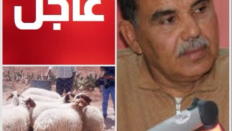 رئيس نقابة الفلاحين يكشف معدل أسعار الأضاحي ويحذر من بعض طرق البيع